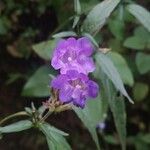 Strobilanthes pentastemonoides Кветка