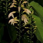 Arthroclianthus macrobotryosus Fruit