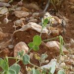 Coronilla scorpioides Habit