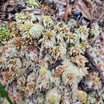 Saxifraga bryoides List