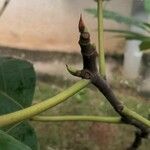 Erythrina lysistemon Levél