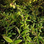 Berberis julianae Leaf