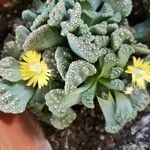 Titanopsis calcarea Flower