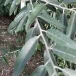 Elaeagnus angustifolia Leaf