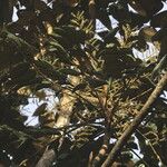 Polyscias fulva Blatt