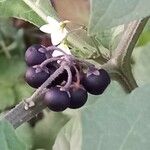 Solanum nigrum Gyümölcs