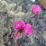 Cylindropuntia imbricata Цветок
