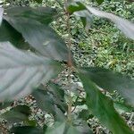 Rothmannia urcelliformis Fruto