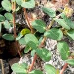 Euphorbia berteroana 葉