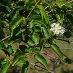 Viburnum ellipticum Habit