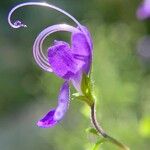 Trichostema dichotomum Λουλούδι