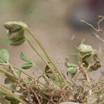 Trifolium suffocatum Fuelha