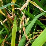 Oryza sativa फल