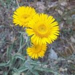 Inula montana Цветок