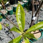 Franklinia alatamaha Leaf