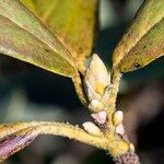 Rhododendron haematodes Кора