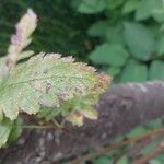 Hedlundia thuringiaca Leaf