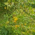 Eugenia pyriformis Gyümölcs