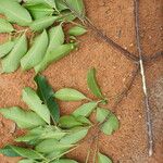 Shirakiopsis elliptica Yaprak