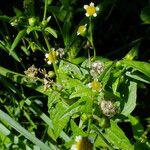 Galinsoga parviflora ഫലം