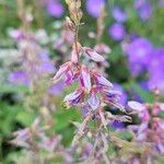 Desmodium canadense Çiçek