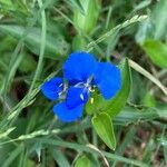 Commelina cyanea Flor