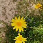 Chrysanthemum coronarium Kvet