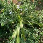 Crinum moorei Habit