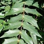 Berberis japonica Leaf