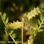 Astragalus pelecinus Sonstige