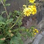 Senecio squalidusFlower