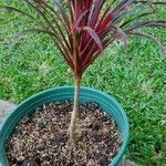 Cordyline australisLeaf