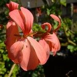 Pelargonium fulgidum 花