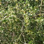 Ziziphus spina-christi Meyve
