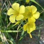 Oxalis pes-caprae Blüte