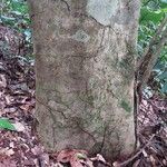 Dialium bipindense Rinde