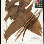 Geonoma macrostachys Лист