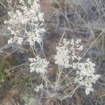 Eriogonum annuumКвітка