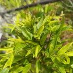 Polysphaeria multiflora Hoja