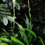 Chlorophytum nepalense Foglia