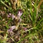 Orobanche purpurea Habitus