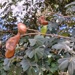 Libidibia ferrea Плод