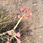 Euphorbia gossypina Fruit