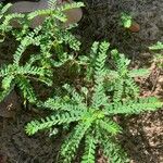 Phyllanthus niruroides List
