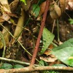 Pycnobotrya nitida Φλοιός