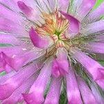 Trifolium medium Fiore
