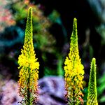 Eremurus stenophyllus Flower