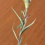 Linaria vulgaris 葉