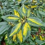 Elaeagnus pungensموطن