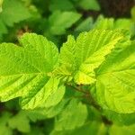 Physocarpus opulifolius Folio